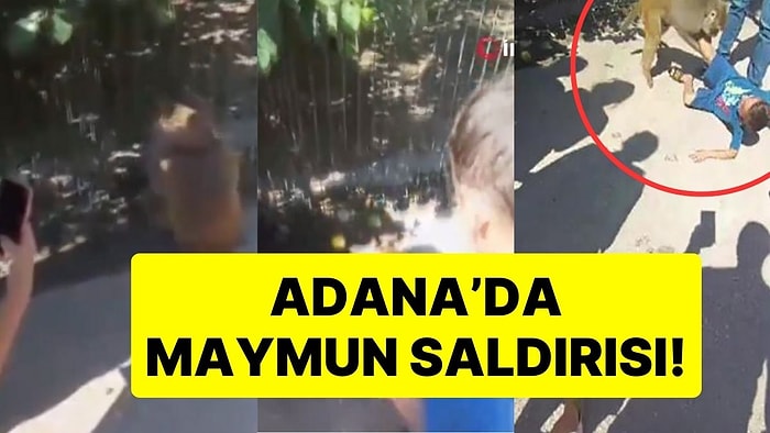 Adana'da Maymun Saldırısı: Tişörtünde Maymun Resmi Bulunan Çocuğu Düşürdü