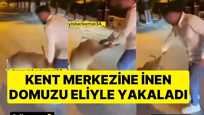 Kent Merkezine İnen Domuzu Eliyle Yakaladı, Görüntüler Sosyal Medyada Tepki Çekti