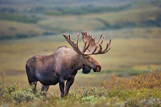 Meet the Gigantic Creatures That Will Trigger Your Deepest Fears