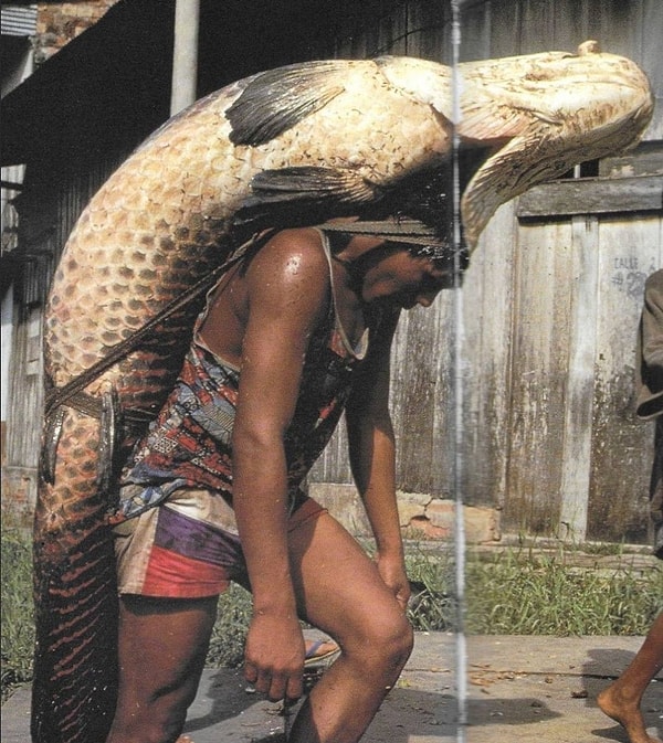 The Arapaima (Arapaima gigas) – the largest freshwater fish species in the Osteoglossidae family.