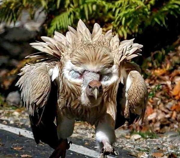 A gigantic predator: The Himalayan vulture.