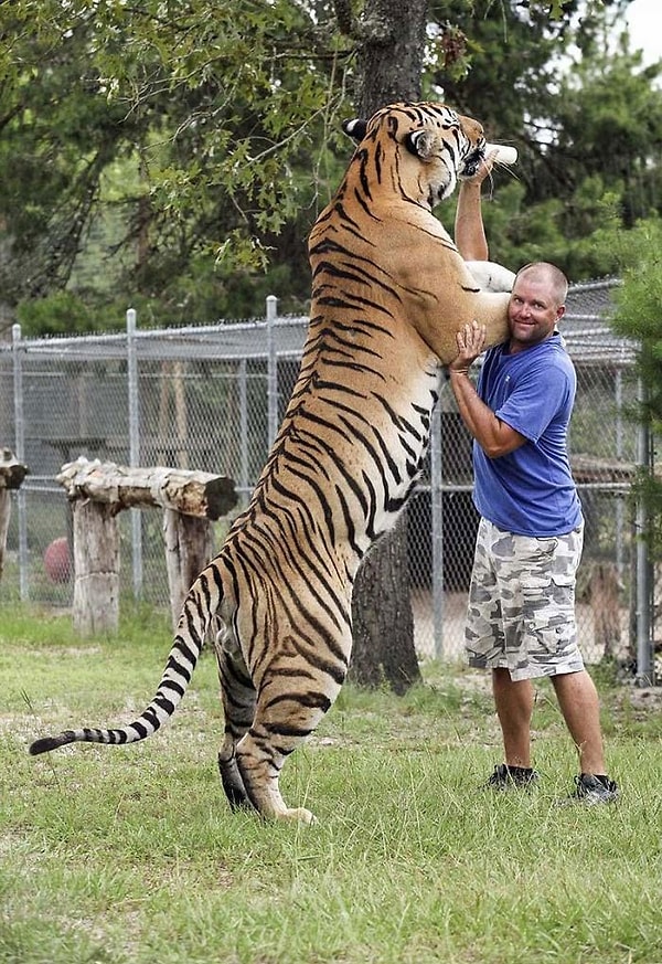 A truly massive predator: A Siberian tiger dwarfing its caretaker!