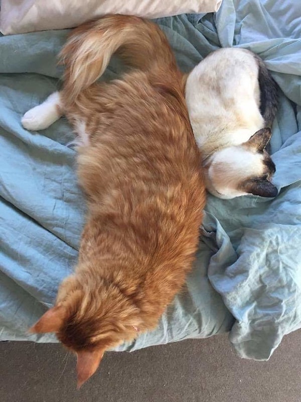 A Maine Coon and a Siamese cat.