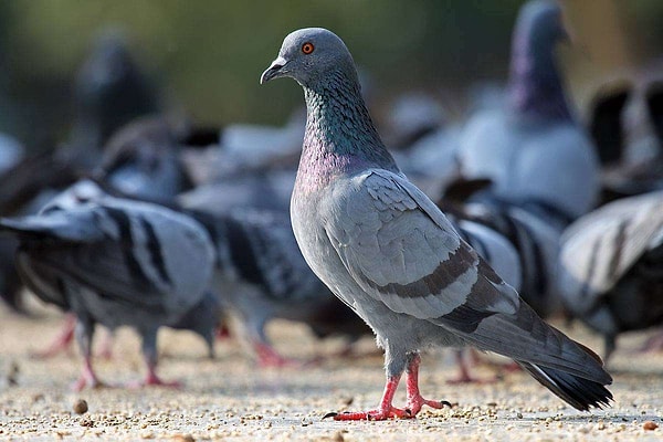 Kuşların kökeni Kuzey Afrika ve Akdeniz kıyılarındaki kayalıklara dayanıyor. Güvercinler, sert yüzeyleri seven kuşlar olarak şehirlerin beton, mermer ve taş yapılarıyla mükemmel bir uyum sağlıyorlar.