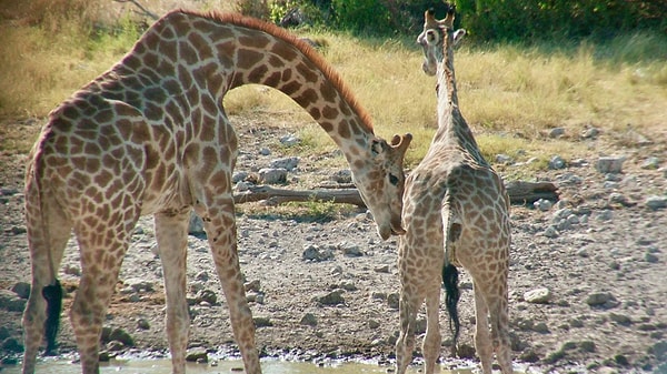 Erkek zürafa, dişiyi idrarını yapmaya teşvik ediyor, ardından bir yudum alıyor ve flehmen yanıtı denen bir davranışla, üst dudağını kıvırarak dişinin kokusunu ağzındaki özel açıklıklara çekiyor.