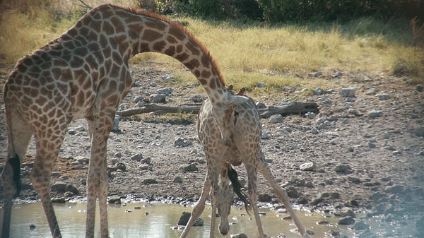 1994, 2002 ve 2004 yıllarında Namibya’daki Etosha Ulusal Parkı’nda yapılan gözlemlerde, erkek zürafaların dişilere başlarını sürterek veya hafifçe tekme atarak onları idrar yapmaya teşvik ettiği görüldü.