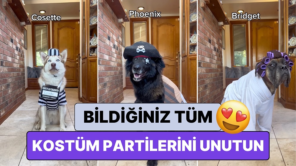 15 Köpeğini Cadılar Bayramına Hazırlayan Çiftin Aşırı Yaratıcı Kostüm Seçimlerine Bayılacaksınız