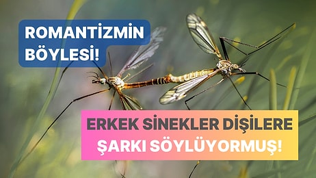 Nobel Alabilir! Bilim İnsanlarının Yüzyıllık Hayali Gerçek Oldu: Sineklerin Tohumdan Küçük Olan Beyni Çözüldü