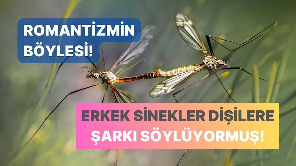 Nobel Alabilir! Bilim İnsanlarının Yüzyıllık Hayali Gerçek Oldu: Sineklerin Tohumdan Küçük Olan Beyni Çözüldü