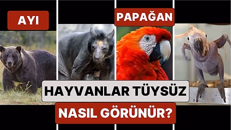 Bazılarını Tanıyamayacaksınız: Hayvanlar Kürkleri Olmadığında Nasıl Görünüyor?