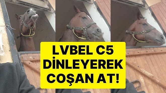 Sahibiyle Birlikte Lvbel C5 Dinleyen At Kendinden Geçti!