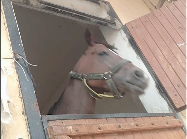 Lvbel C5'in şarkısı eşliğinde kafa sallayan atın o anları kayda alan genç, videoya "Tam canımız sıkılmışken kızımızın bize yaptığı dans." notunu düştü.