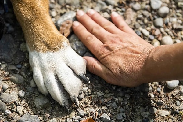 Bu teoriye göre, bir özellik zamanla daha stabil hale gelir ve mutasyonlarla değişme olasılığı azalır. Memelilerde yedi boyun omuru olması buna örnek gösteriliyor. Eğer milyonlarca yıl boyunca bu sayı işe yaradıysa, değişmeye gerek kalmamış olabilir.