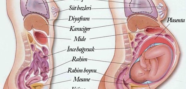 Gebelik boyunca, annenin böbrekleri daha fazla kan süzerek idrar üretir. Ancak bu süreçte büyüyen rahim, mesaneye baskı yaparak idrar depolama kapasitesini azaltır.