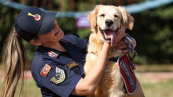 Dizilerde daha çok eğitimli köpeklerin yer alması da bu yüzden olsa gerek bizi anlayan minik dostlarımız yönlendirilebiliyorlar.