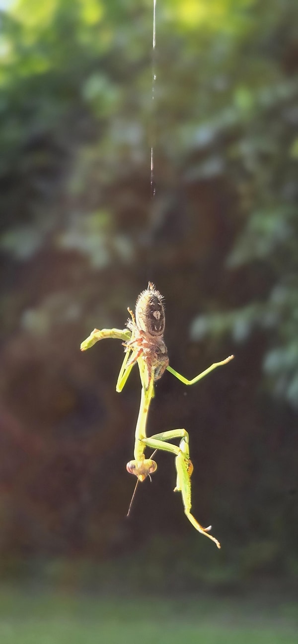 6. Korkunç Örümcek Adam ve Mantis