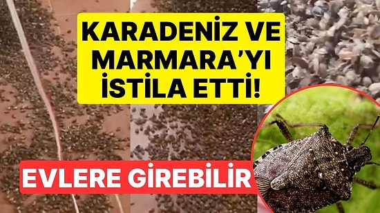 Karadeniz ve Marmara'yı İstila Etti! Kahverengi Kokarca Böceği Milyonlarca Liralık Zarar Verdi