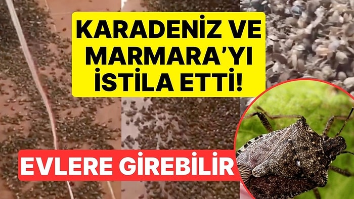 Karadeniz ve Marmara'yı İstila Etti! Kahverengi Kokarca Böceği Milyonlarca Liralık Zarar Verdi