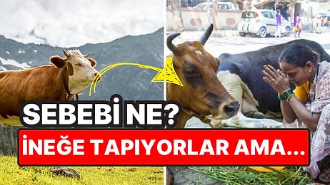 Hindistan'da İneğin Kutsal Sayılmasının Arkasında Yatan İlginç Sebep