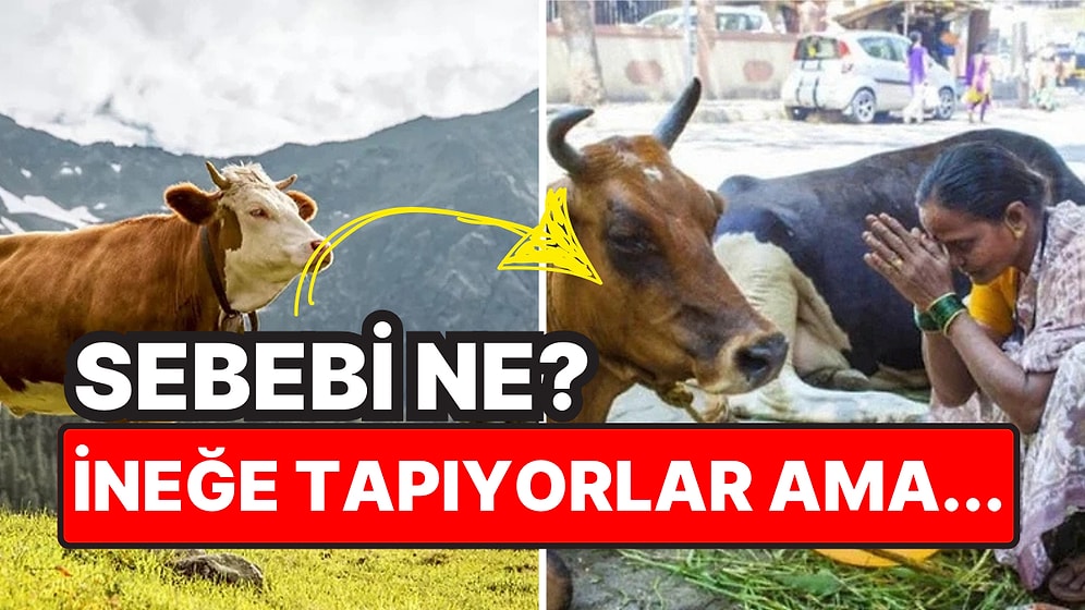 Hindistan'da İneğin Kutsal Sayılıp Tapılmasının Arkasında Yatan İlginç Sebep