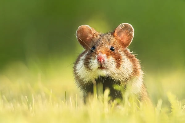 Hamsterlar ne kadar sevimli görünse de Avrupa’nın batısındaki bu türler, belirli şartlar altında oldukça aşırı davranışlar sergileyebiliyor.