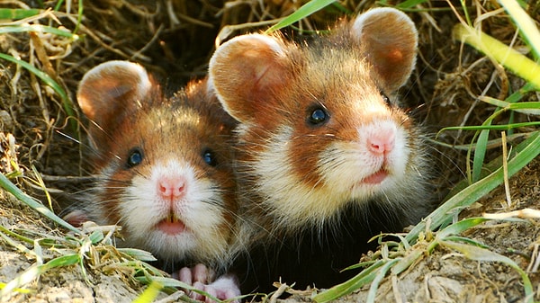 Bu eksiklik, Avrupa hamsterlarında anne infanticidi (yavru öldürme) ve kannibalizme yol açabiliyor. Araştırmacılar, hamsterların yavrularını yiyeceklerinin yanına sakladığını bile keşfettiler