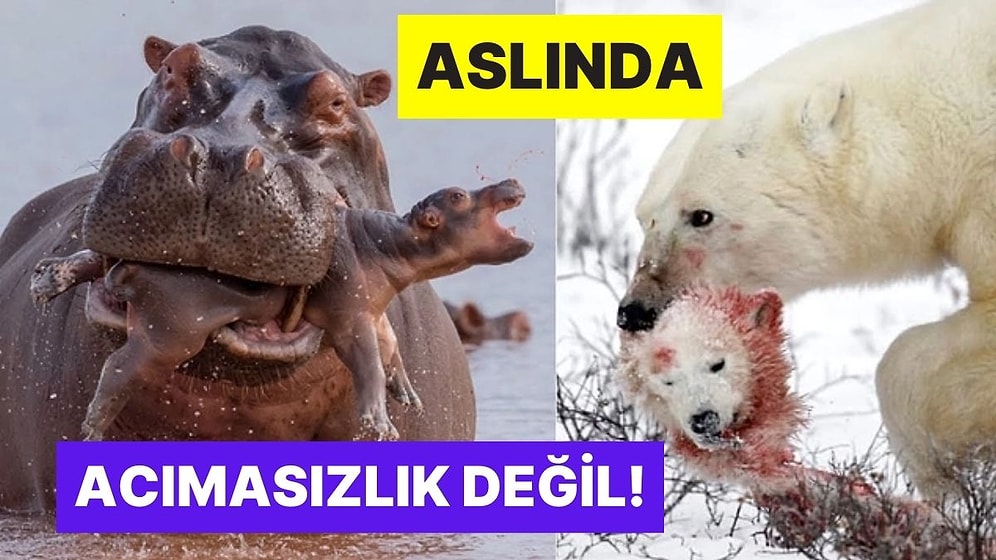 Aslında Çok da Acımasız Değil: Bazı Hayvanlar Neden Kendi Yavrusunu Yer?