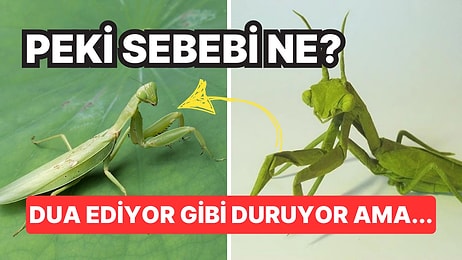 Mantıklı Bir Sebebi Var: Peygamberdevesi Böceğine Neden "Peygamberdevesi" Deniyor?