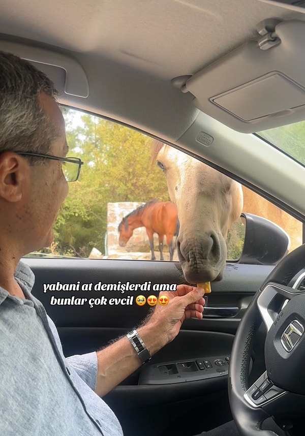 Yolculuklarının başlangıcında yılkı atı göremeyen ikili biraz bekleyip dönmeye karar verdiği anda şansları yaver gitti.