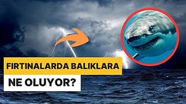 3. Okyanuslarda Fırtına Yaşandığında Altında Yaşayan Deniz Canlılarına Ne Oluyor?