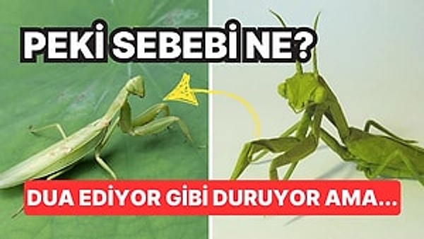 4. Mantıklı Bir Sebebi Var: Peygamberdevesi Böceğine Neden "Peygamberdevesi" Deniyor?