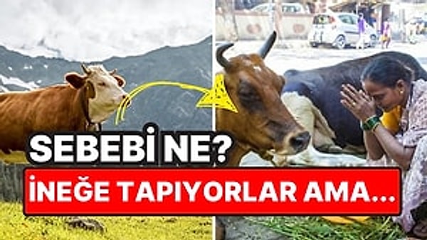 12. Hindistan'da İneğin Kutsal Sayılmasının Arkasında Yatan İlginç Sebep