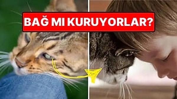 13. Sevgi Göstergesi mi? Dört Ayaklı Tüylü Dostlarımız Kediler Neden Bize Kafasını Sürter?