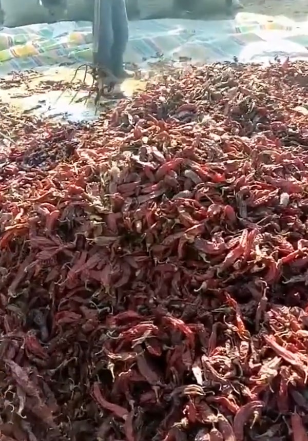 İşçiler kurutulmuş biberleri kardıkça her yerinden fareler çıkıyor… Hal böyleyken en iyisi her şeyi kendimizin yapması gibi görünüyor.