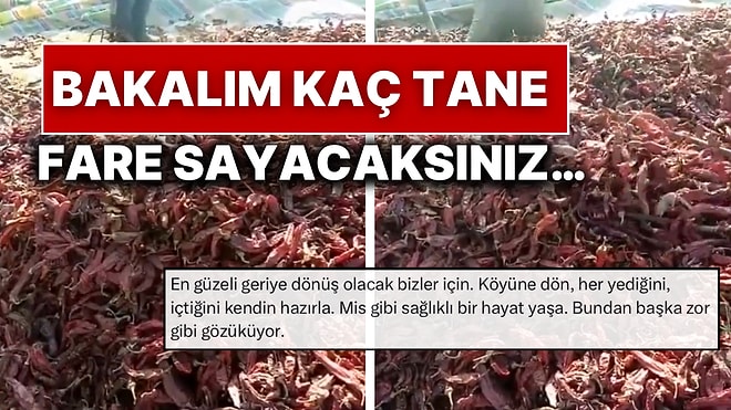 Kurutulmuş Biberlerin Arasında Gezen Fareler ile Hijyenin Ortamı Terk Ettiği Anlar