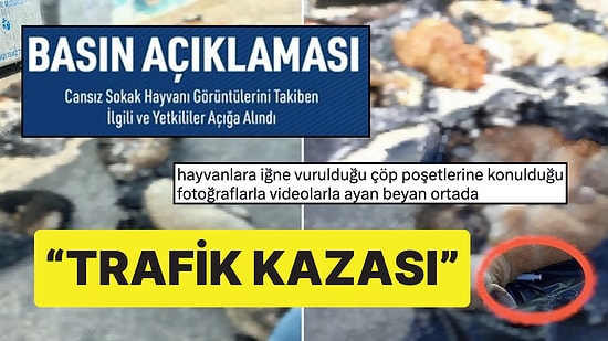 Gebze'deki Hayvan Katliamının Ardından Belediyenin 'Trafik Kazası' Açıklamasına Tepki Yağıyor