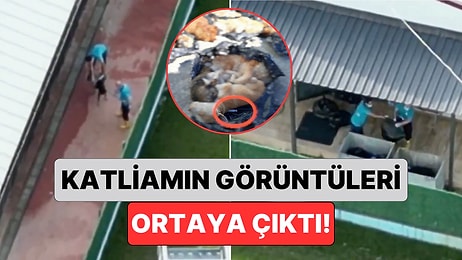 Onlarca Hayvan Çöp Poşetlerinde Bulunmuştu: Gebze'deki Katliam Anının Görüntüleri Ortaya Çıktı