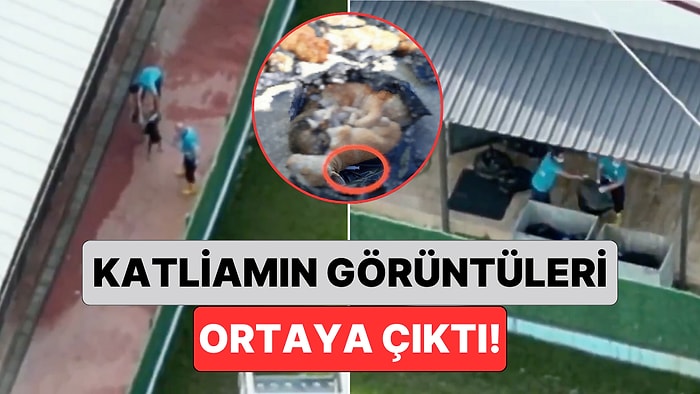 Onlarca Hayvan Çöp Poşetlerinde Bulunmuştu: Gebze'deki Katliam Anının Görüntüleri Ortaya Çıktı