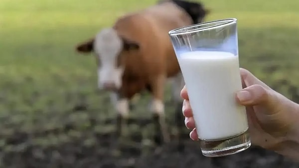 11. ANDIRIN SÜT VE SÜT ÜRÜNLERİ AYN-I SEFA Tam Yağlı Taze Tost Peyniri Bitkisel Yağ Tespiti, Nişasta Tespiti