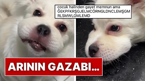 Ağzını Arı Sokan Köpeğin O Anlardaki Tatlılığına Kalpler Eridi