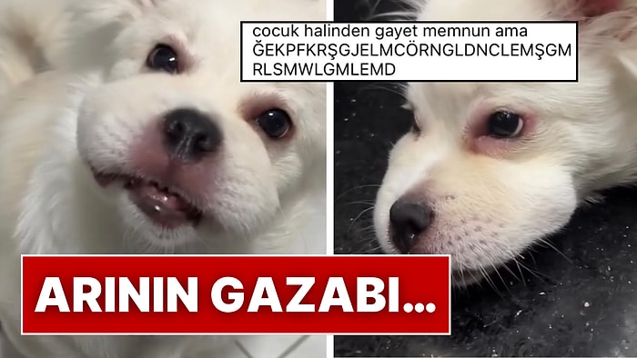 Ağzını Arı Sokan Köpeğin O Anlardaki Tatlılığına Kalpler Eridi