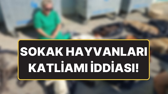 Gebze’de Hayvan Katliamı İddiası: Belediye Başkanı Zinnur Büyükgöz de Çok Üzgünmüş