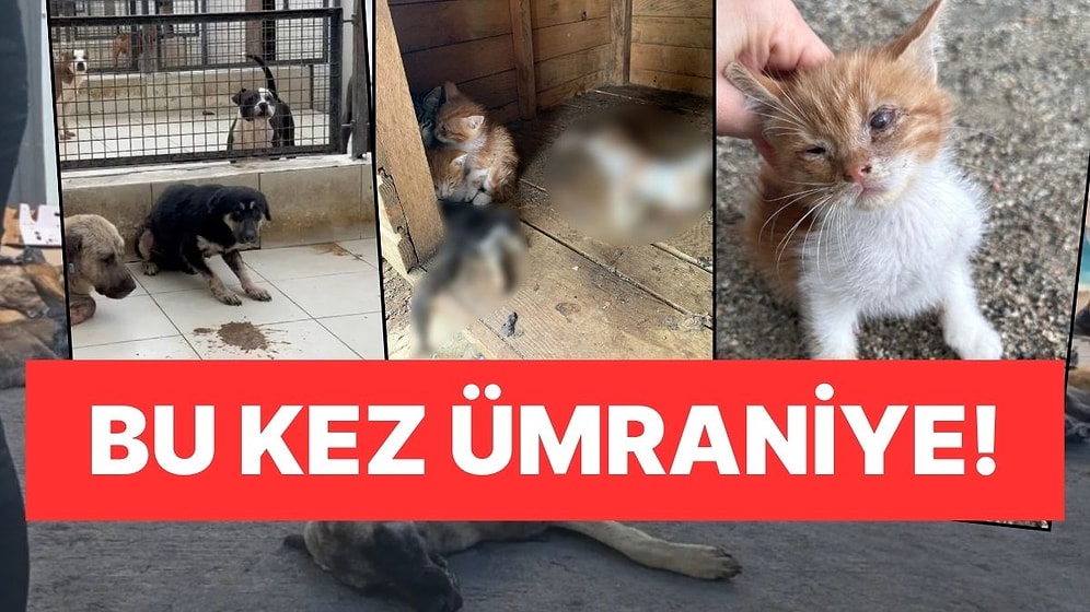 Gebze'deki Toplu Hayvan Ölümleri Sonrası Bir Skandal da AK Partili Ümraniye Belediyesi'nden!