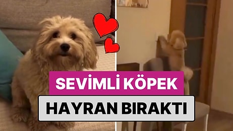 Sahibinin Bir Dediğini İkiletmeyen Sevimli Köpek Alfie Kalpleri Eritti