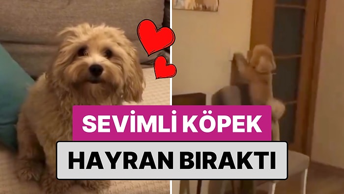 Sahibinin Bir Dediğini İkiletmeyen Sevimli Köpek Alfie Kalpleri Eritti