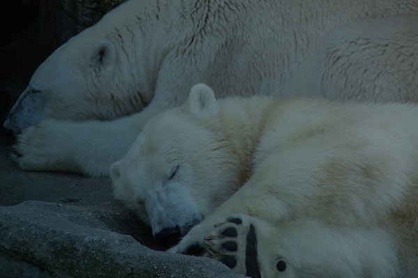 Colorado Üniversitesi’nden hibernasyon uzmanı Dr. Sandy Martin’e göre, bu kayıp evrimsel bir tercih olabilir. Hibernasyon, uzun süre metabolizmanın kapanması anlamına gelir ve bu süreçte üreme/hayatta kalma avantajı azalır.