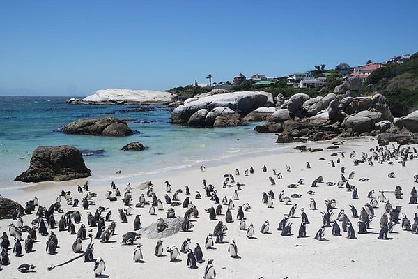 Bir de Güney Afrika deyince ilk akla gelenler var: Penguenler!