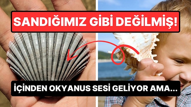 Deniz Kabuklarının İçinden Gelen Sesin Sırrını Öğrenince Ufkunuz Epey Genişleyecek