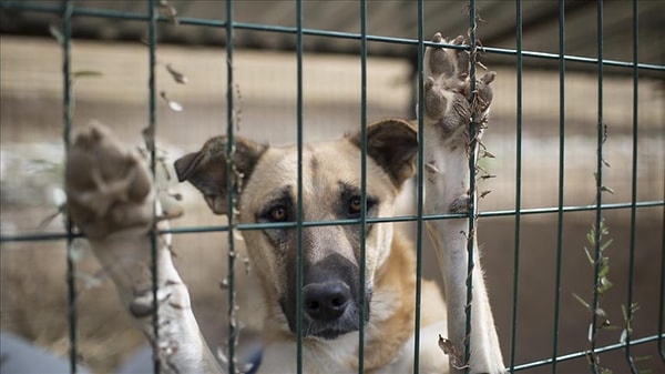 Gebze yaşanan katliamdan sonra Kırklareli’ndeki bir barınakta ölen kedi ve köpekler şehir çöplüğüne atıldı. Bunun üzerine yazılı açıklamada bulunan Kırklareli Belediye Başkanı Derya Bulut,  bunların itlaf edildiğine yönelik iddiaların gerçeği yansıtmadığını iddia etti.