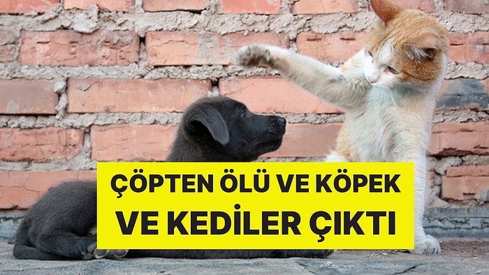 Çöpten Ölü Köpek ve Kediler Çıktı: Soruşturma Başlatıldı